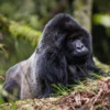 Volcanoes Gorillas Tours