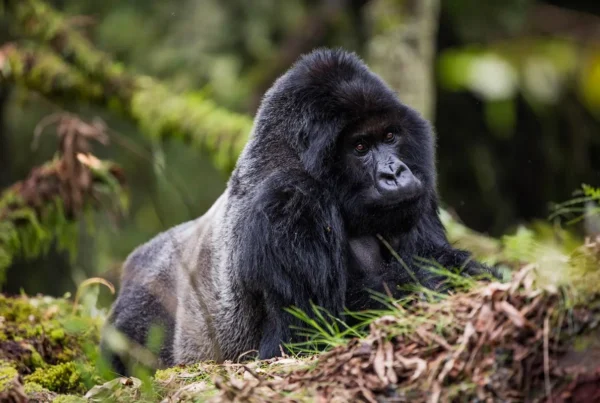Volcanoes Gorillas Tours