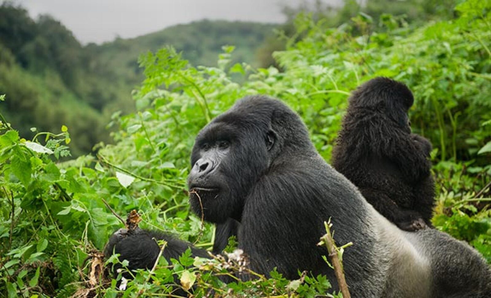 Volcanoes Gorillas Tours